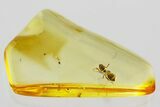 Detailed Fossil Ant (Formicidae) In Baltic Amber #352727-1